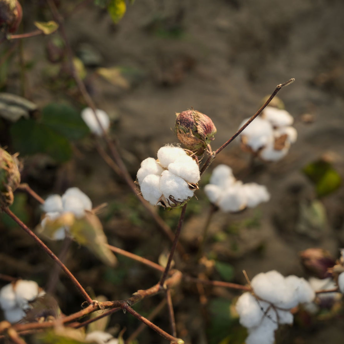 Sustainability - natural cotton fibers grown responsibly